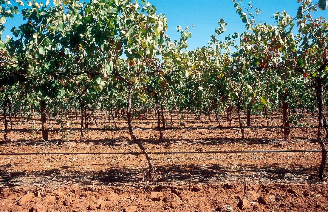 Viñedo en hilera con mangueras de riego por goteo sobre suelo rojo